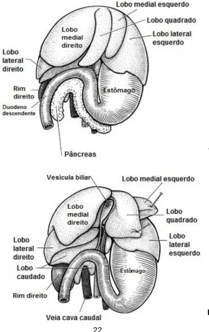 Figura 4. Fígado, estômago e estruturas associadas (aspecto ventral): A – Fígado in situ; B  – Lobos hepáticos rebatidos e ablacção do pâncreas (adaptado de Evans &amp; Quoc An, 2014)