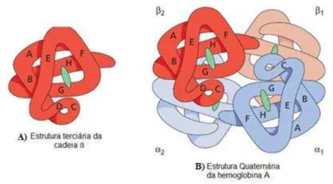 Figura 2: Representação da estrutura terciária da cadeia  -globínica (A) e da estrutura quaternária da Hb A (B)  (Adaptado de Bain, 2006)