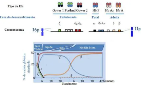 Figura 3: Esquematização dos diferentes tipos de hemoglobina durante as diferentes fases do desenvolvimento  humano (Adaptado de Harteveld, 2014)