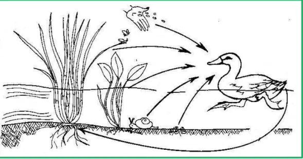 Figura 5: Pato - controlo de infestantes, pragas e doenças e fonte de fertilização. (Fonte: 