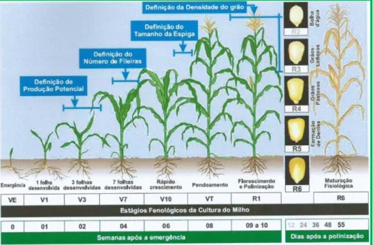 Figura 6: Fases de desenvolvimento da planta do milho (fonte: Weismann, 2007) 