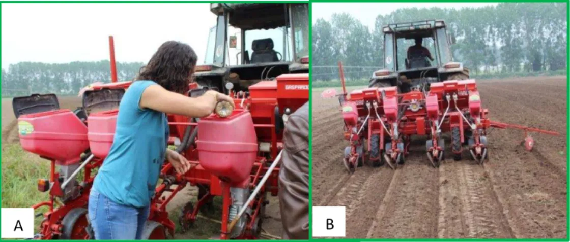 Figura  15:  Colocação  de  milho  ‘ Pigarro ’   no  semeador  (A)  e  sementeira  mecanizada  com  semeador de 4 linhas (B) 