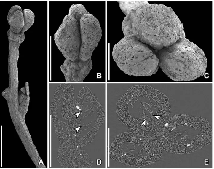 Figure 7. SEM illustrations (A – C) and SRXTM reconstructions (D – E) of ?Paisia sp., axis with tricarpellate gynoecium, from the Early Cretaceous Cateﬁca locality, Portugal (P0292; sample Cateﬁca Mendes 125)