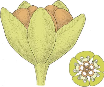 Figure 8. Reconstruction of open ﬂ ower and ﬂ oral diagram of Paisia pantoporata; light green, tepals and pedicel; light yellow, stamens; orange, carpels.