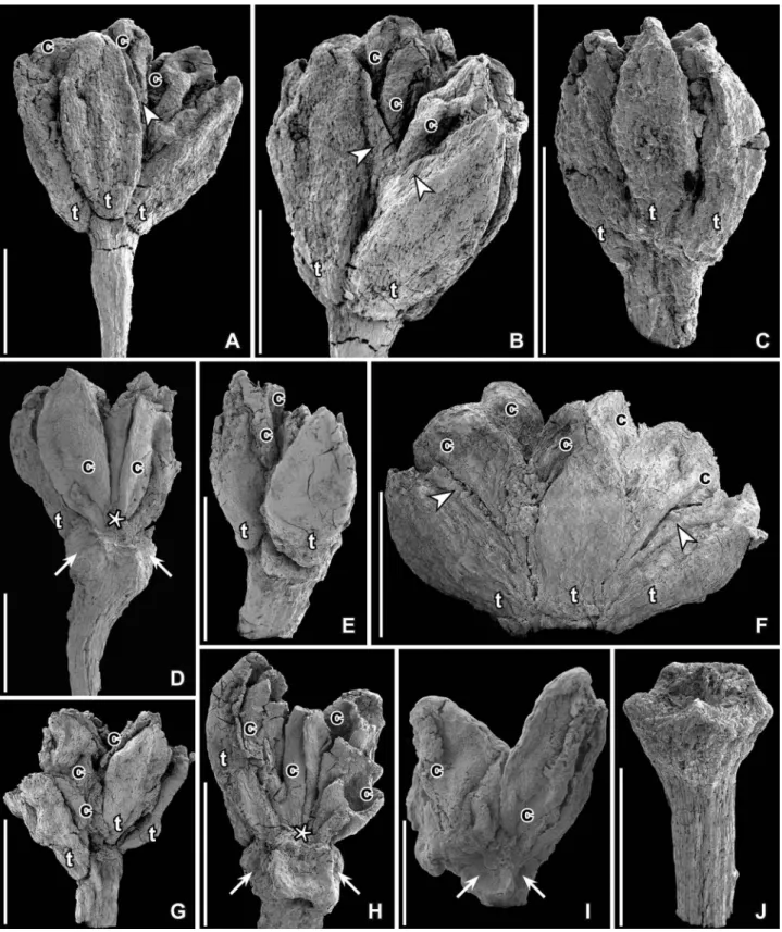 Figure 1. SEM images of Paisia pantoporata gen. et sp. nov., ﬂ owers from the Early Cretaceous Cate ﬁ ca locality, Portugal