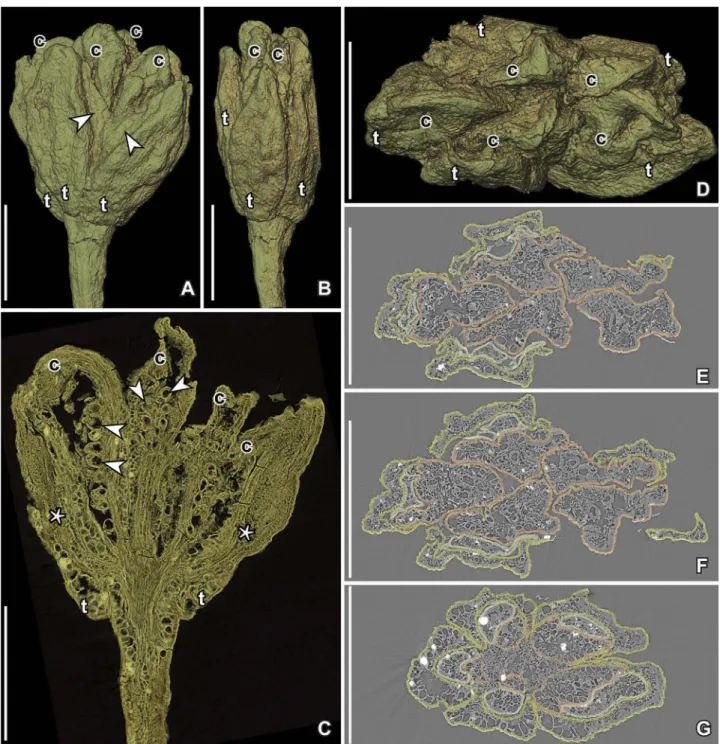 Figure 2. SRXTM volume renderings (A – D) and reconstructed transverse orthoslices (E – G) of Paisia pantoporata gen