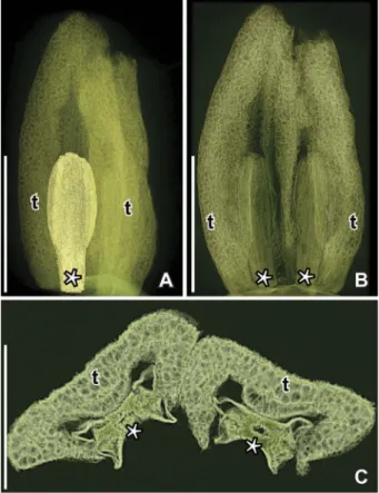Figure 4. SRXTM reconstructions of two tepals and two stamens of Paisia pantoporata gen