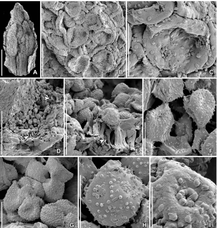 Figure 5. SEM images of stamens and pollen in situ of Paisia pantoporata gen. et sp. nov., from the Early Cretaceous Cate ﬁ ca locality, Portugal