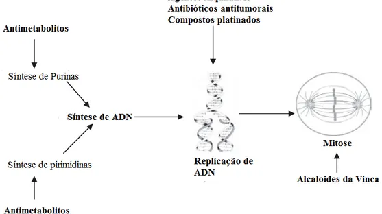 Figura 5: Mecanismos de ação dos principais agentes quimioterápicos (adaptado de Morris &amp; Dobson, 2001; 