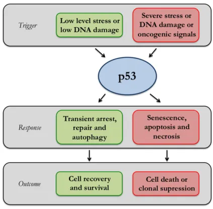 Figure 4. Outcome of p53 (adapted from [12]). 