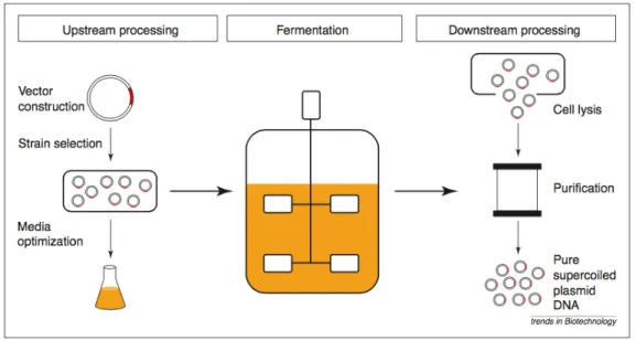 Figure 8. Plasmid DNA process development (adapted from [41]). 