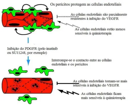 Figura 9 – Mecanismo de ação do protocolo de C-S nos perícitos e células endoteliais (Adaptado de  Pietras &amp; Hannahan, 2005)