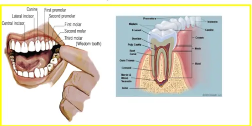 Figura 4 Dentes 