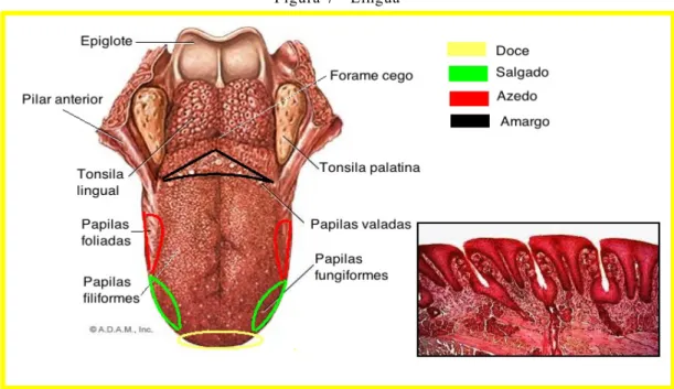 Figura 7 - Língua 