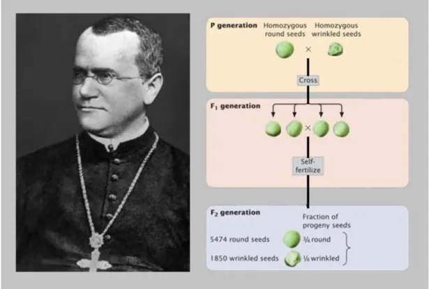 Figure 1 – Gregor Mendel (on the left) and Mendel’s experiments crossing monohybrid peas (on the  right) (Adapted from [3])