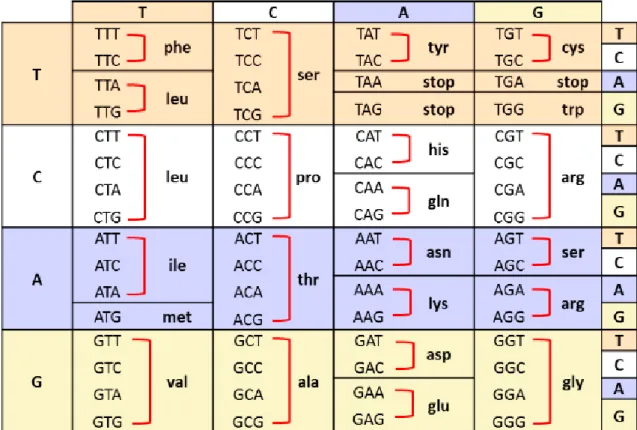 Figure 4 – Table of all possible 20 amino acids (Adapted from [12]) 