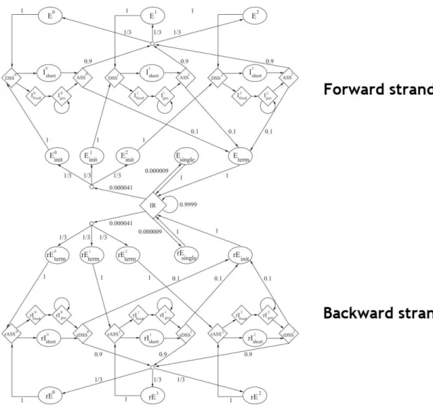 Figure 7 – AUGUSTUS states and respective transition possibilities. The r stands for reverse, so there can  be a distinction between the forward and the reverse strand modelling