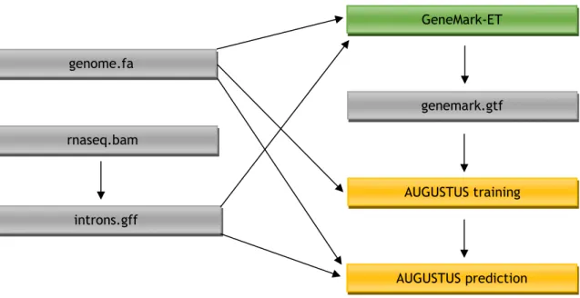 Figure 9 – Scheme representing the BRAKER1 pipeline. Grey boxes represent files, green boxes  represent GeneMark-ET and orange represent AUGUSTUS (Adapted from [39])