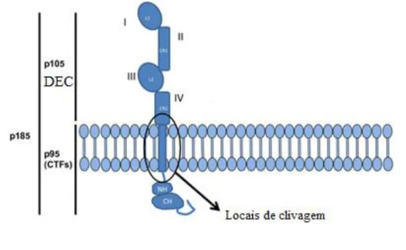 Figura  6  –  Representação  esquemática  do  HER-2,  com  indicação  dos  sítios  de  clivagem  do  DEC (adaptado de Tsé et al., 2012)