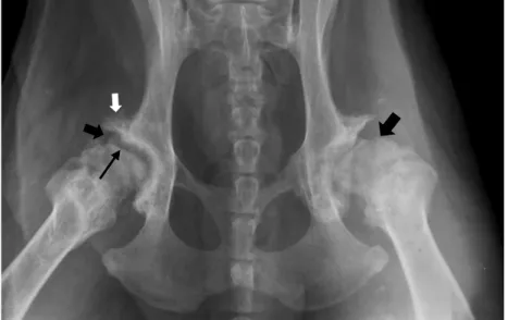 Figura 1 - Radiografia ventrodorsal das articulações coxofemorais  Legenda:  Golden  Retriever  de  treze  anos  com  displasia  de  anca  bilateral