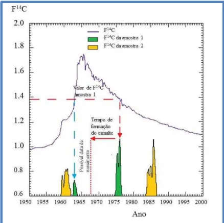 Figura 7  –  Ilustração esquemática da estimativa de idade através da análise da concentração de carbono  radioactivo em dois dentes do mesmo indivíduo com tempos de erupção diferentes (adaptado de Wang et 