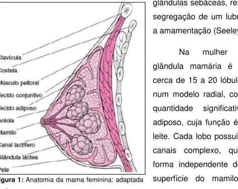 Figura 1: Anatomia da mama feminina: adaptada  de Otto, 2000, p. 100 
