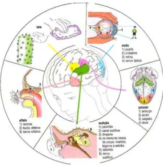 Fig. 1  –  Os cinco sentidos 