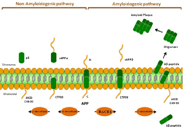 Figure 1 - Amyloidogenic and Non-amyloidogenic pathways for proteolytic processing of APP  by α-secretase, BACE1, and γ-secretase