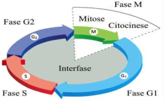 Figura 1- Fases do ciclo celular. Adaptado de Alberts et al., (2010) 