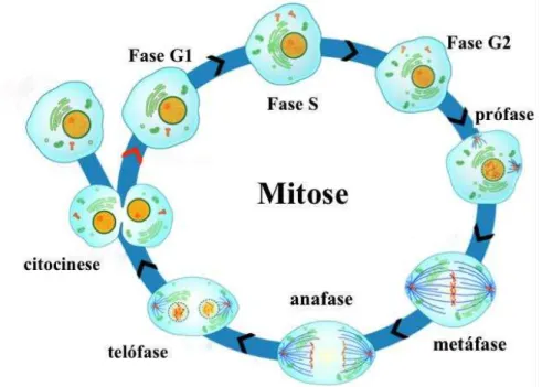 Figura 2- Fase M constituida pela mitose e a citocinese. Adaptado de Mitosis and cytokinesis, (2015)