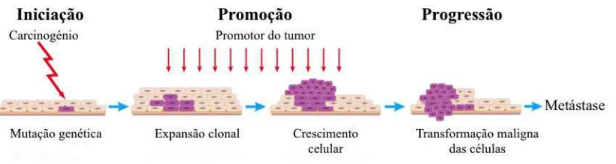 Figura 4- Fases do processo de carcinogénese. Adaptado de Rundhaug &amp; Fischer, (2010)  