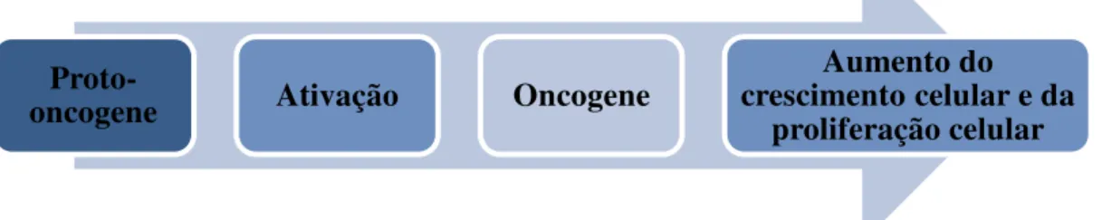 Figura 5- Esquematização do processo de ativação dos proto-oncogenes. Fonte Lee &amp; Muller, (2010) 