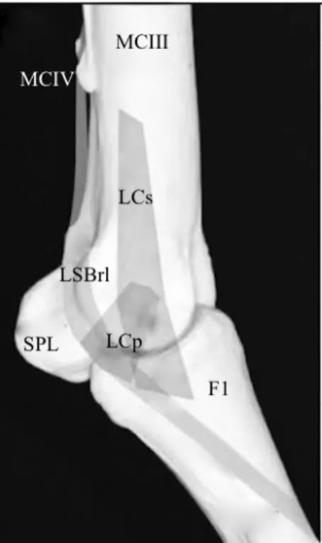 Figura  1-  Disposição  anatómica  dos  tecidos  duros  e  principais  ligamentos  da  articulação  metacarpofalângica (vista lateral) (imagem adaptada de Pohlin et al