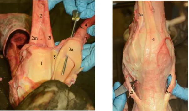Figura 3- Anatomia topográfica da zona dorsal (à direita) e estruturas palmares (à esquerda)  do boleto de um membro torácico direito (fotografias generosamente cedida por Catherine  Castel).