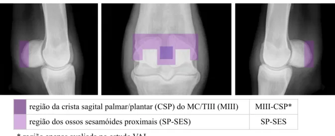 Figura 17- Esquema representativo das regiões avaliadas nas articulações do boleto, a nível  palmar/plantar (na imagem ao centro, medial está para a esquerda).