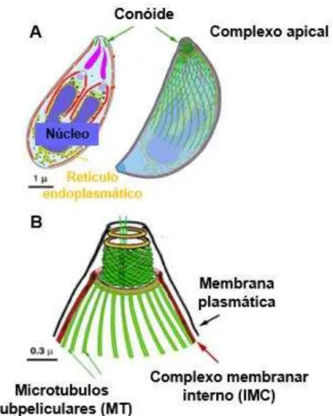 Figura 2 - Complexo apical de Toxoplasma gondii. (A) Esquema global do T. gondii; (B) Esquema  do complexo apical em detalhe, adaptado de Ke Hu et al., 2006 