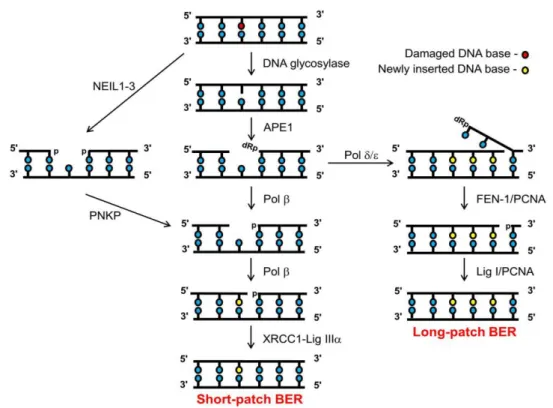 Figure 4 - Base excision repair pathways. Adapted from (29).