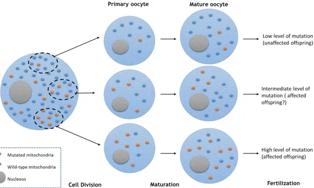 Figure 6 - Mitochondrial genetic bottleneck theory. Mitochondria are randomly segregated through cell  division  to  the  primary  oocytes