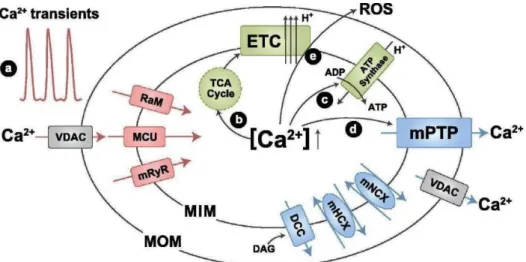 Figure 9 - Mitochondrial Ca 2+  channels/transporters. The role of Ca 2+  in mitochondrial function is also  showed