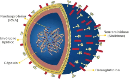 Figura  1  -  Anatomia  do  vírus  Influenza.  Adaptado  de  Euroclinix:  Gripe.  Acessível  em: 