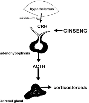 Figura 7. Local da acção adaptogénica dos ginsenósidos, provocando o aumento da esteroidogénese adrenal por  acção indirecta  através da  glândula  pituitária