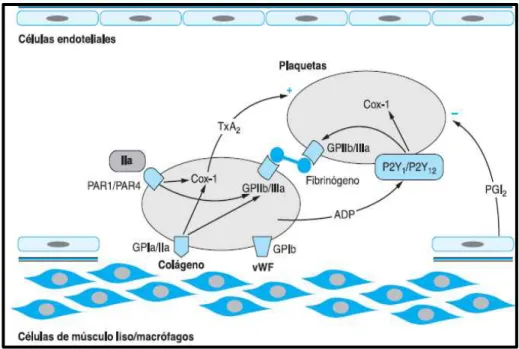 Figura 1  –  Adesão e agregação das plaquetas. GPIa/IIa e GPIb são proteínas de membrana das  plaquetas que se unem ao colagénio e ao fator de von Willebrand (FvW), e origina a adesão das plaquetas  ao subendotélio de um vaso sanguíneo lesado