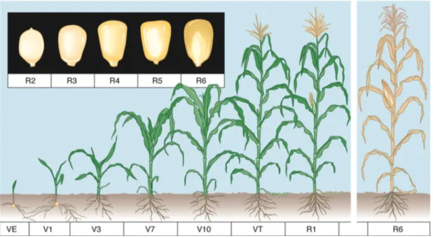 Figura 2.  Fases de desenvolvimento da cultura do milho desde a emergência até à maturidade    fisiológica