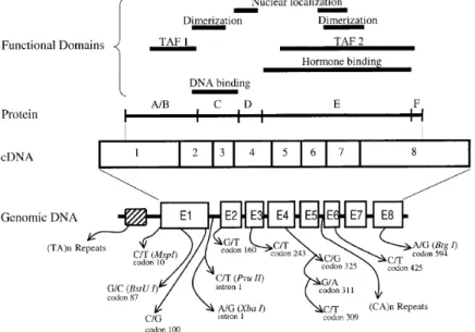 Figura  8  -  Estrutura  dos  domínios  funcionais  e  dos  polimorfismos  descritos  para  o  gene  do  REα