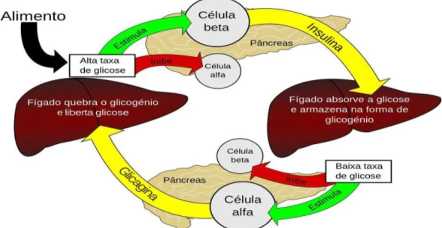 Figura  3.  Imagem  ilustrativa  do  controlo  da  glicose  no  organismo  pela  insulina  e  glicagina (adaptado de Apdp, 2014)