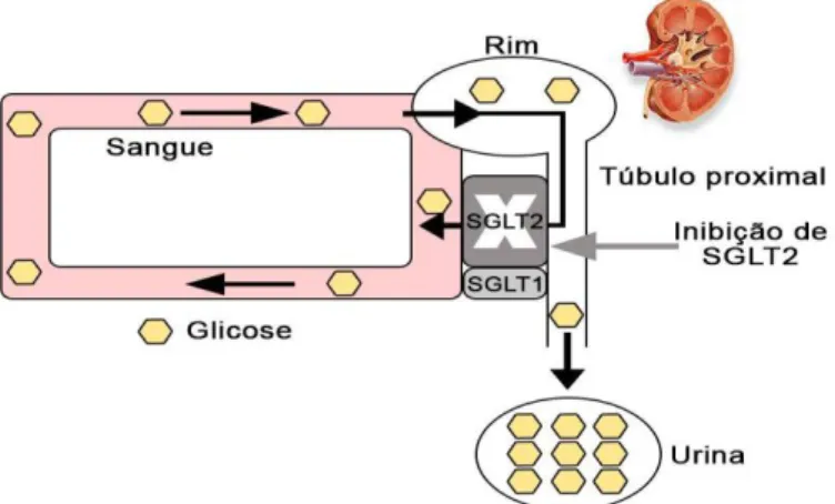 Figura 4. Reabsorção de glicose no rim (adaptado de Kurosaki e Ogasawara, 2013). 
