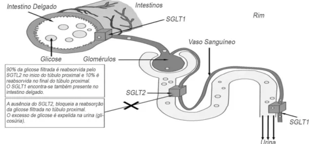 Figura 6. Reabsorção renal de glicose através dos co-transportadores de sódio-glicose 1  e 2 (SGLT1 e SGLT2) (adaptado de Idris e Donnelly, 2009)