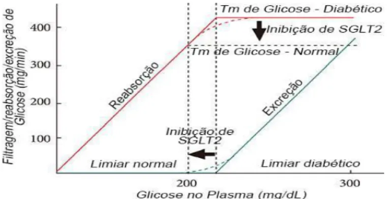 Figura  7.  Figura  elucidativa  do  processamento  da  glicose  ao  nível  renal  antes  e  após  inibição dos SGLT2 (adaptado de Jung, Jang e Park, 2014)