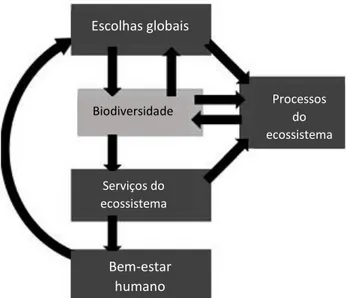 Figura 1. Inter-relações entre biodiversidade, ecossistemas e sistema económico  (Adaptado de Millennium Assessment Reports, 2005) 