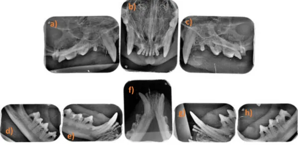 Figura 5- Imagens radiográficas obtidas a partir da realização de raio-x intraoral; a) e c) Projeção latero-medial  dos dentes molares, pré-molares e incisivos da maxila esquerda e direita respectivamente b) Projeção  cranio-lingual dos dentes incisivos e 